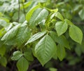 Poison oak Rhus radicans