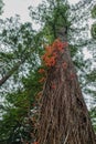 Poison oak vines growing on a redwood tree. Royalty Free Stock Photo