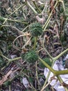 Poison plant seedpods Datura stramonium Royalty Free Stock Photo