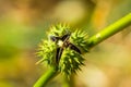 Poison plant seedpods Datura stramonium