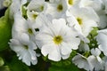 Poison primrose Royalty Free Stock Photo