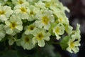 Poison primrose Royalty Free Stock Photo