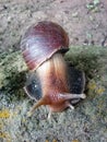 Poison Snail