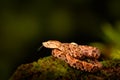 Poison snake Fer-de-lance in nature habitat. Common Lancehead, Bothrops atrox, in tropic forest. Poison animal in the dark jungle. Royalty Free Stock Photo