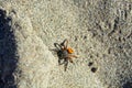 Poison spider Eresus crawling on the sandy beach.