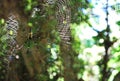 Poison Spider on the net in forest