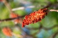 A poison sumac close up with a blurred background