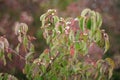 Poison Sumac Royalty Free Stock Photo