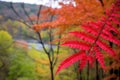 poison sumac leaves against a backdrop of woods