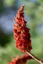 A poison sumac plant very close up and colorful