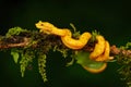 Poison viper snake from Costa Rica. Yellow Eyelash Palm Pitviper, Bothriechis schlegeli, on green moss branch.