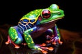 Poison vivid color frog. Poisonous animal of tropical rainforest. Pet in terrarium Royalty Free Stock Photo