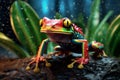 Poison vivid color frog. Poisonous animal of tropical rainforest. Pet in terrarium Royalty Free Stock Photo