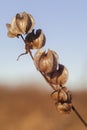 Poisonberry - Nicandra physalodes