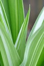 Poisonbulb Plant Crinum asiaticum