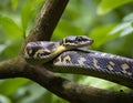 Poisoned black and yellow snake on a jungle tree, Generative AI