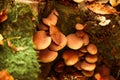 Poison mushrooms growing in fall forest