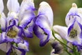 Poisonous aconite in macro photography. Royalty Free Stock Photo