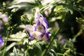 Poisonous aconite in macro photography. Royalty Free Stock Photo