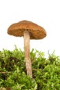 Poisonous agaric Royalty Free Stock Photo