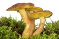 Poisonous agaric (Hypholoma Royalty Free Stock Photo