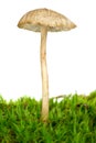 Poisonous agaric (Mycena cinerella) Royalty Free Stock Photo