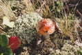 Poisonous Amanita muscaria mushroom in a forest Royalty Free Stock Photo