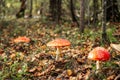 Poisonous Amanita mushrooms grow in a forest glade Royalty Free Stock Photo