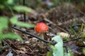 Poisonous amanita mushrooms grow in the forest Royalty Free Stock Photo