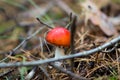 Poisonous amanita mushrooms grow in the forest Royalty Free Stock Photo