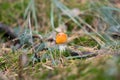 Poisonous amanita mushrooms grow in the forest Royalty Free Stock Photo