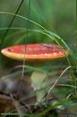 Poisonous amanita mushrooms grow in the forest Royalty Free Stock Photo