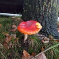 poisonous beauty - fly agaric