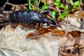 Poisonous beetle hiding in a leaf