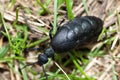 Poisonous beetle Lytta Mylabris
