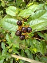 Poisonous berries - Bayas venenosas