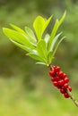 Poisonous berries and green leaves of the mezereum Daphne mezereum