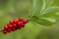 Poisonous berries of mezereum, Daphne mezereum Royalty Free Stock Photo