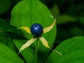 Poisonous berry on Herb-paris or true lover`s knot, Paris quadrifolia, close-up, selective focus, shallow DOF