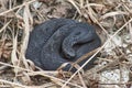 Poisonous black adder basking in the grass. Royalty Free Stock Photo