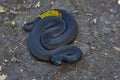 Poisonous black adder . Royalty Free Stock Photo