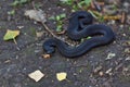 Poisonous black adder. Royalty Free Stock Photo