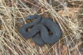 Poisonous black adder. Royalty Free Stock Photo