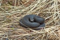 Poisonous black adder . Royalty Free Stock Photo
