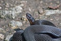 Poisonous black adder. Royalty Free Stock Photo