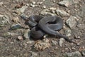 Poisonous black adder. Royalty Free Stock Photo