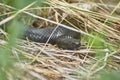 Poisonous black adder in the Forest. Royalty Free Stock Photo
