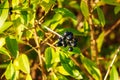 Poisonous black berries of privet shrub latin Ligustrum vulgare. A privet is a flowering plant in the genus Ligustrum deciduous or Royalty Free Stock Photo