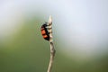 Poisonous blister beetles with bright black and red warning coloration, Akola Maharashtra, India Royalty Free Stock Photo