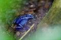 Poisonous blue arrow frog from South America